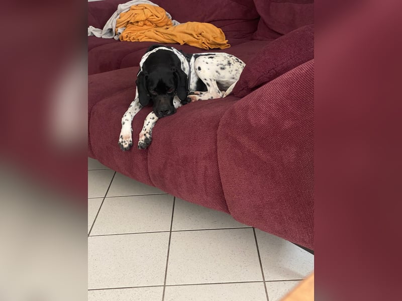 Misty Braque Francais eine aktive Familienhündin