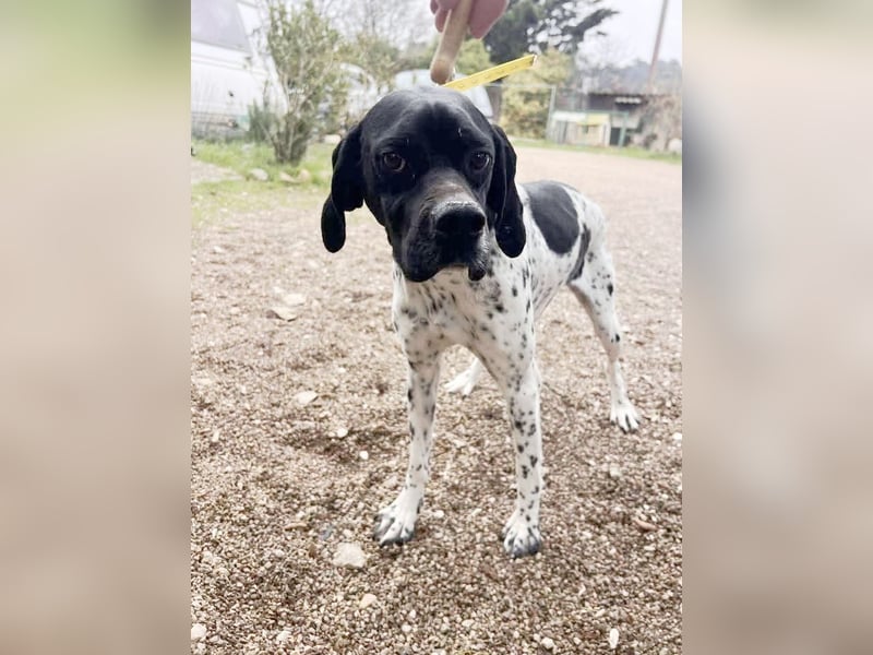 Misty Braque Francais eine aktive Familienhündin