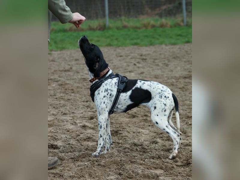 Misty Braque Francais eine aktive Familienhündin