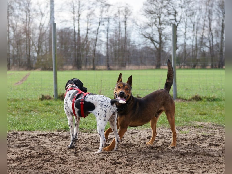 Misty Braque Francais eine aktive Familienhündin