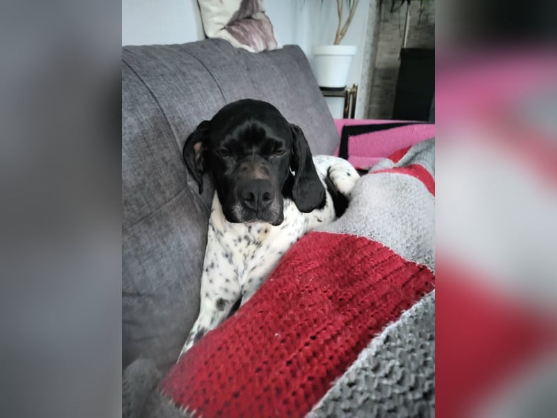 Misty Braque Francais eine aktive Familienhündin