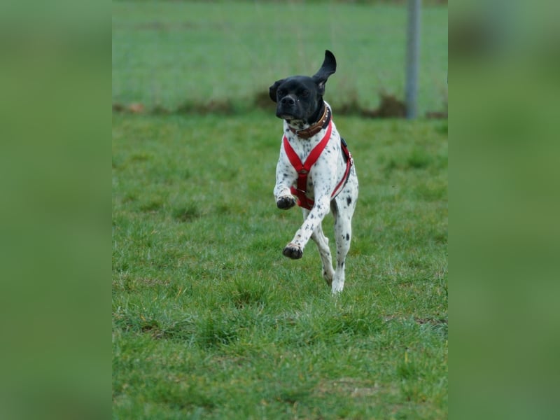 Misty Braque Francais eine aktive Familienhündin