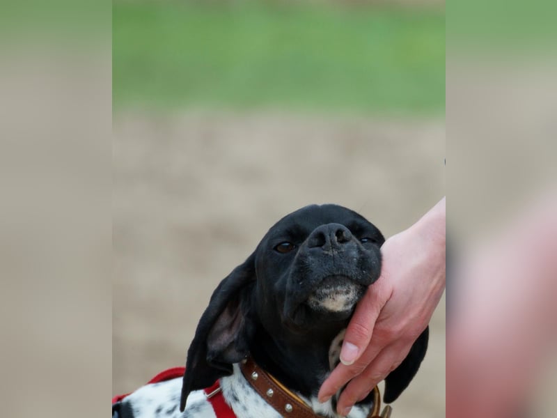 Misty Braque Francais eine aktive Familienhündin