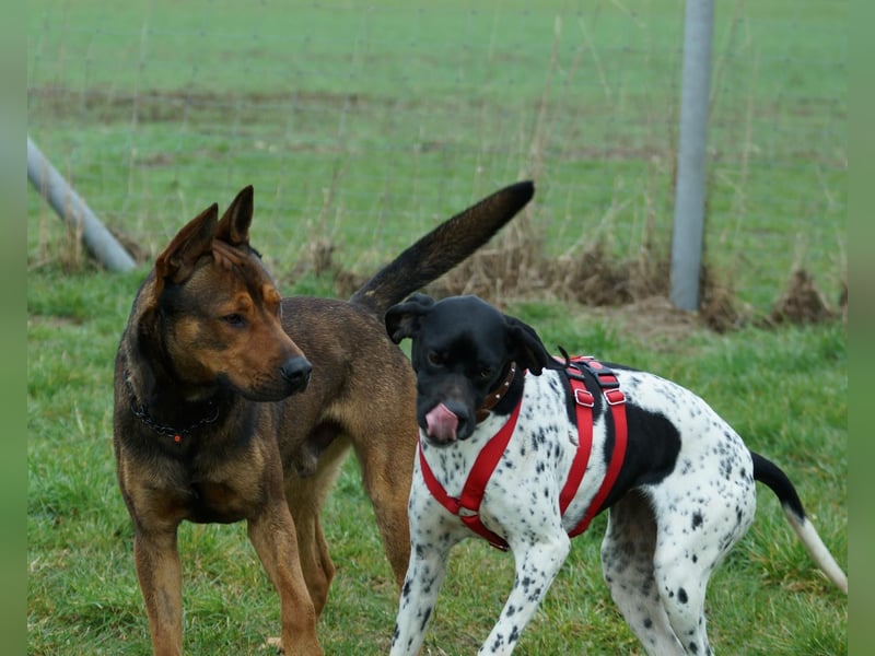 Misty Braque Francais eine aktive Familienhündin