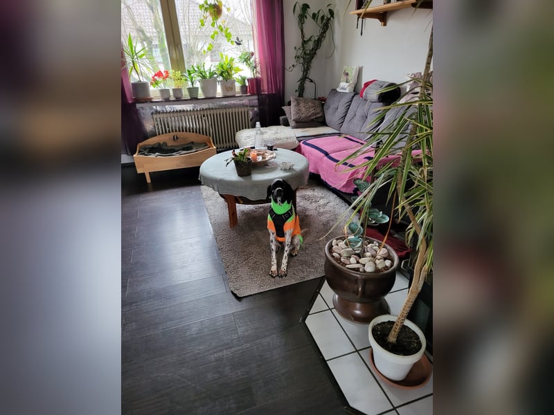 Misty Braque Francais eine aktive Familienhündin