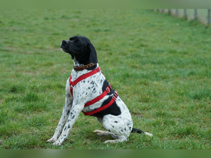 Misty Braque Francais eine aktive Familienhündin