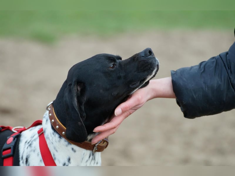 Misty Braque Francais eine aktive Familienhündin
