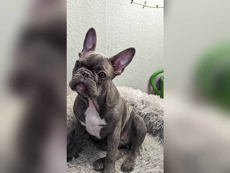 Französische Bulldogge