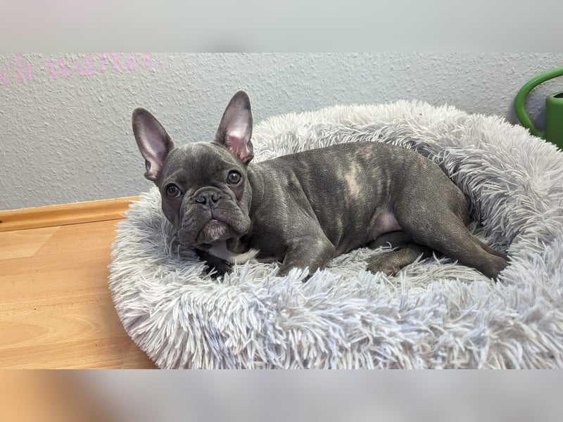 Französische Bulldogge