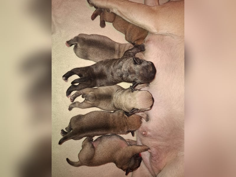 1 Frops (Bullmops) Welpe Weibchen abzugeben ab sofort Mops Französische Bulldogge