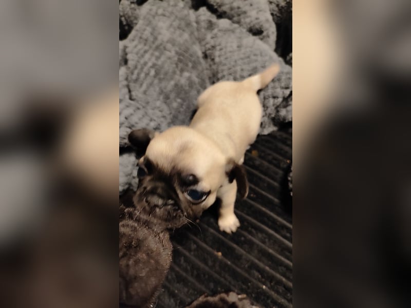 1 Frops (Bullmops) Welpe Weibchen abzugeben ab sofort Mops Französische Bulldogge
