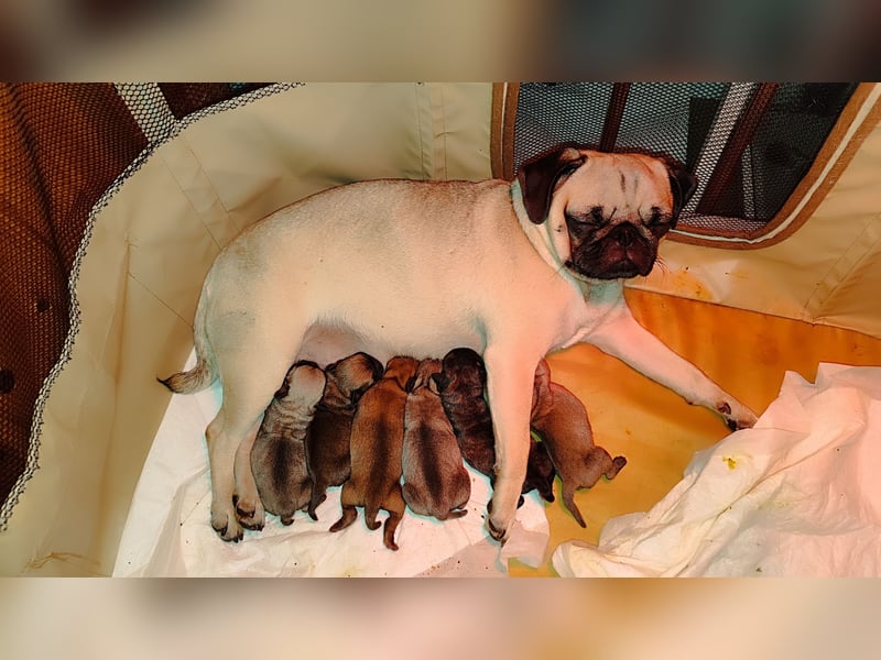 1 Frops (Bullmops) Welpe Weibchen abzugeben ab sofort Mops Französische Bulldogge
