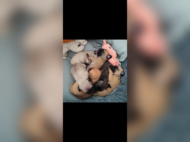 1 Frops (Bullmops) Welpe Weibchen abzugeben ab sofort Mops Französische Bulldogge