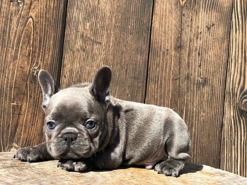 Französische Bulldogge Hündin – geimpft, entwurmt, gechipt, mit EU-Heimtierausweis