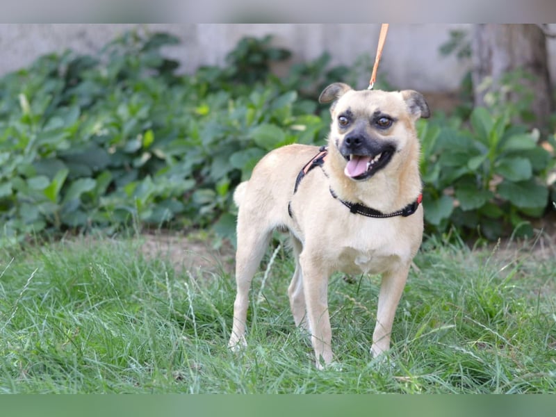 POGO ca. 4 J. Retro Mops-Rüde sucht seine Menschen