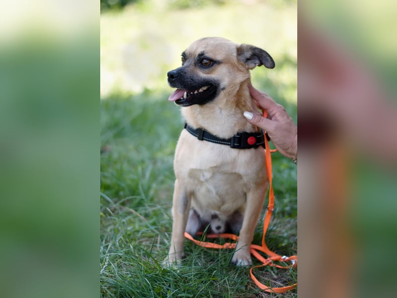 POGO ca. 4 J. Retro Mops-Rüde sucht seine Menschen