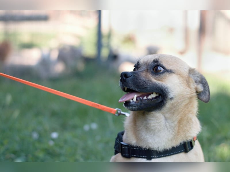 POGO ca. 4 J. Retro Mops-Rüde sucht seine Menschen