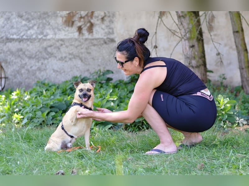 POGO ca. 4 J. Retro Mops-Rüde sucht seine Menschen