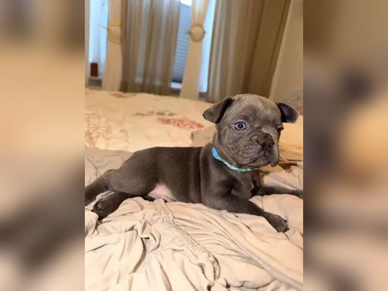 Französische Bulldogge  Hündin – geimpft, entwurmt, gechipt, mit EU-Heimtierausweis