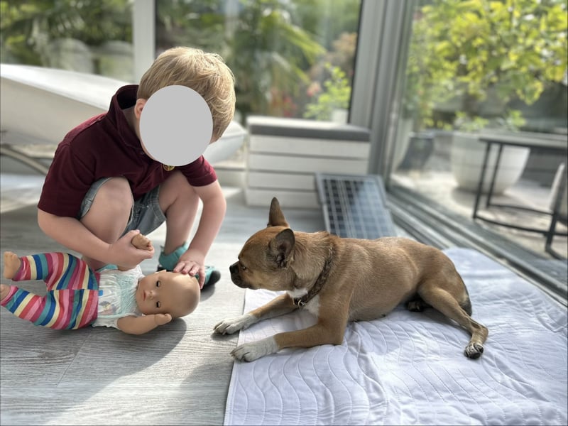 Hündin Maya sucht ein neues Zuhause