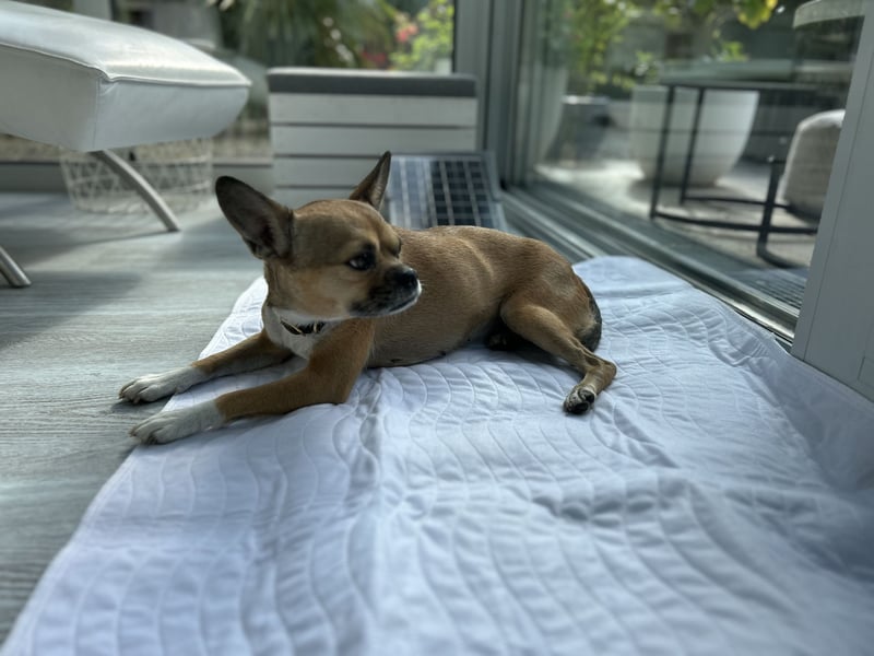 Hündin Maya sucht ein neues Zuhause