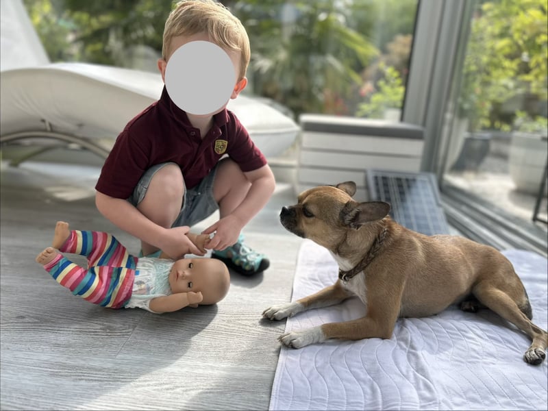 Hündin Maya sucht ein neues Zuhause
