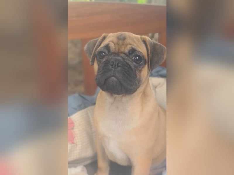 Verspielte Retromops-Frops Kinder (25 % Französische Bulldogge)