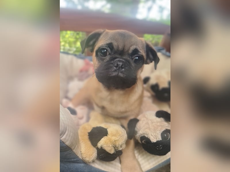 Verspielte Retromops-Frops Kinder (25 % Französische Bulldogge)