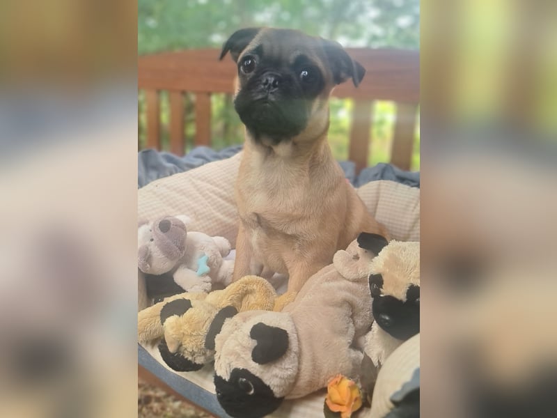 Verspielte Retromops-Frops Kinder (25 % Französische Bulldogge)