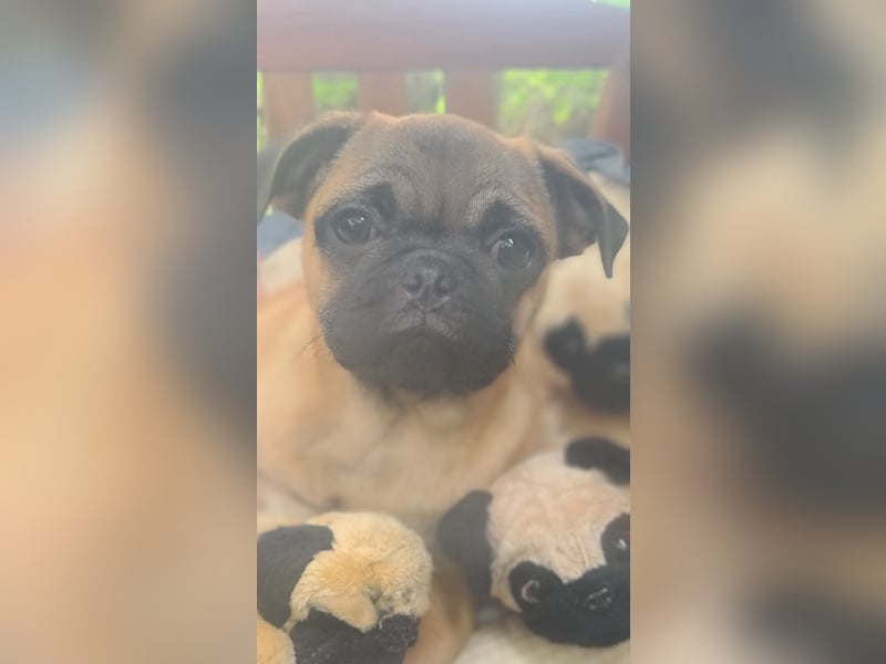 Verspielte Retromops-Frops Kinder (25 % Französische Bulldogge)