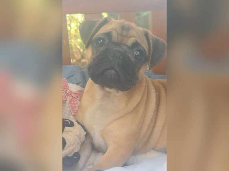 Verspielte Retromops-Frops Kinder (25 % Französische Bulldogge)