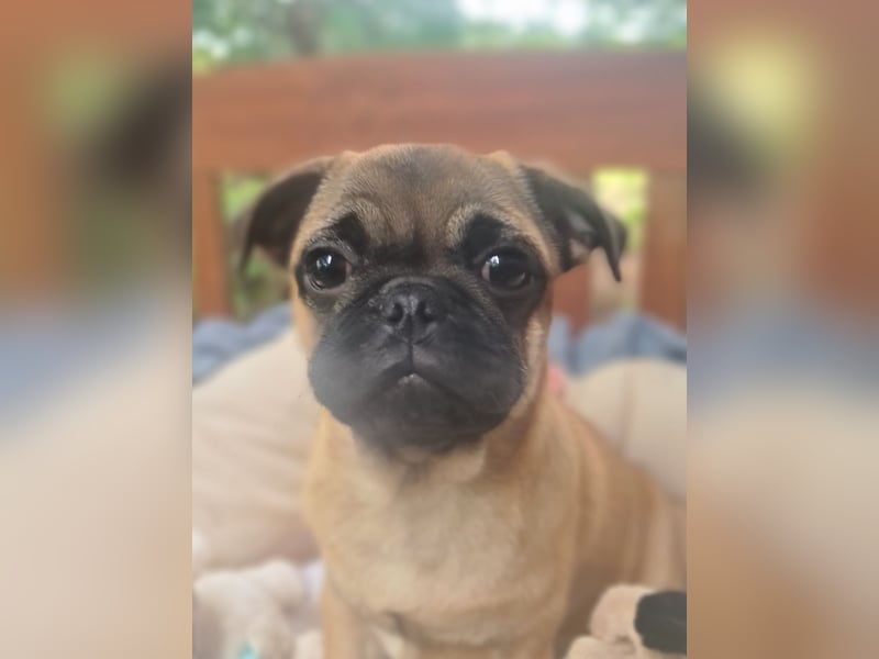 Verspielte Retromops-Frops Kinder (25 % Französische Bulldogge)