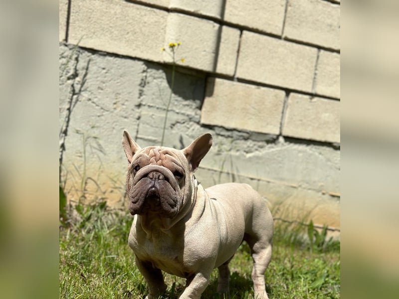 Frech bulldog mix rüden