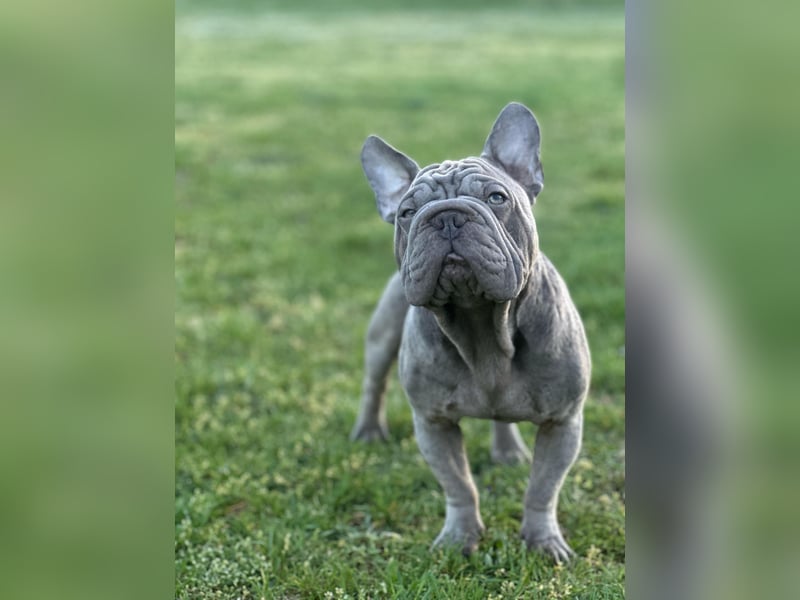 Frech bulldog mix rüden