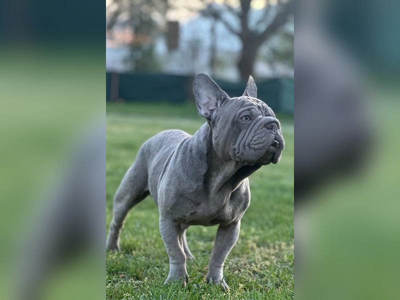 Frech bulldog mix rüden