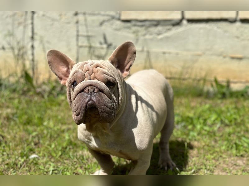 Frech bulldog mix rüden