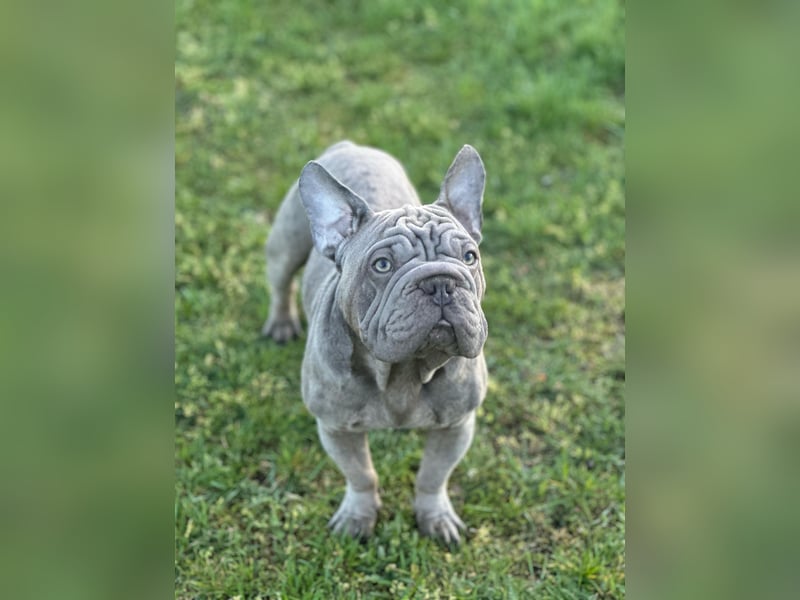 Frech bulldog mix rüden