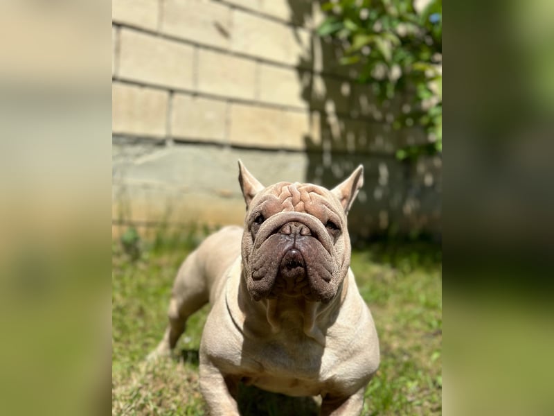 Frech bulldog mix rüden