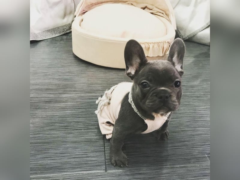 Französische Bulldogge Hündin – geimpft, entwurmt, gechipt, mit EU-Heimtierausweis