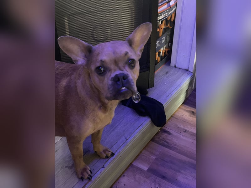 Nala Französische Bulldogge