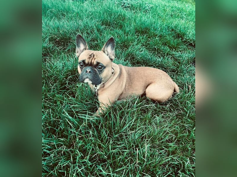 Frenchie-Pug