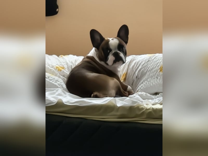 Mischling französische und englische bulldogge