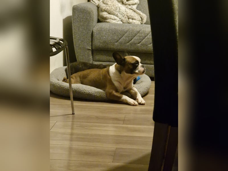 Mischling französische und englische bulldogge