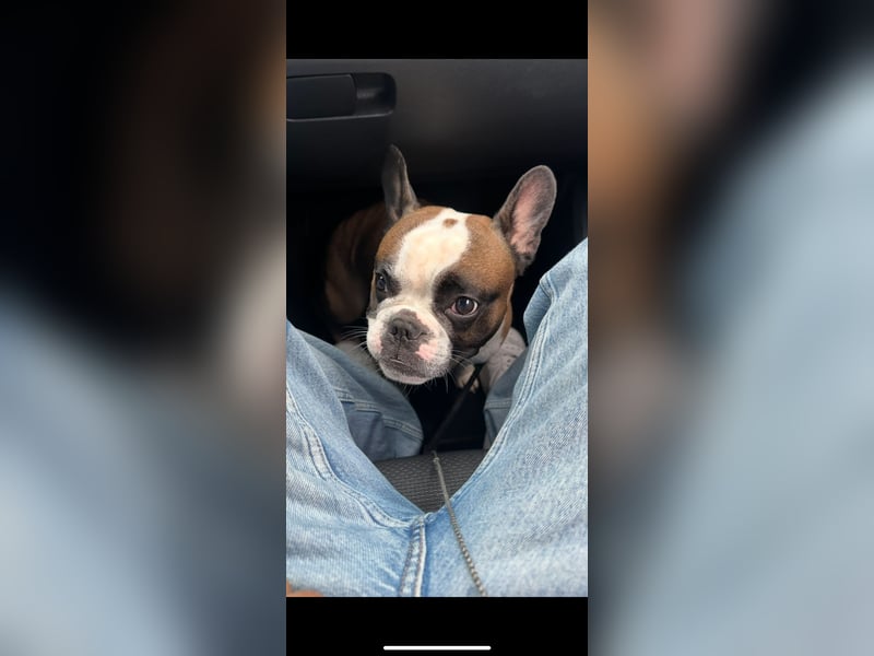 Mischling französische und englische bulldogge