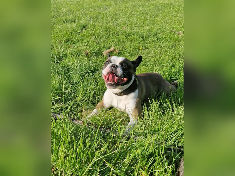 Mischling französische und englische bulldogge