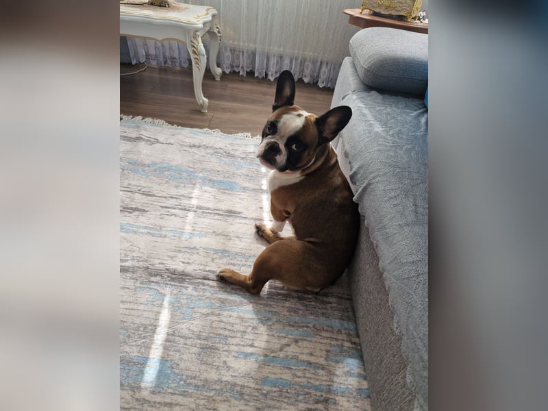 Mischling französische und englische bulldogge