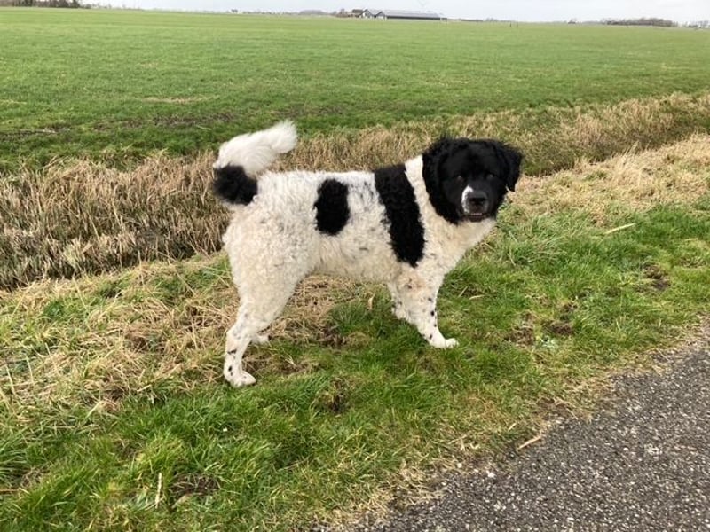 Friesische Wasserhunde  Welpen (Wetterhouns)