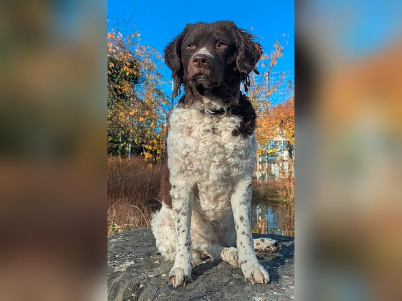 Friesische Wasserhunde  Welpen (Wetterhouns)