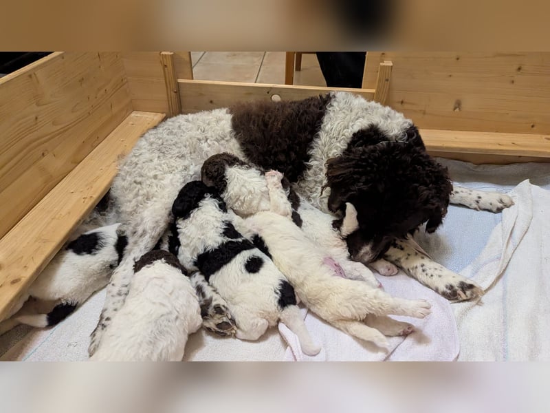 Friesische Wasserhunde  Welpen (Wetterhouns)