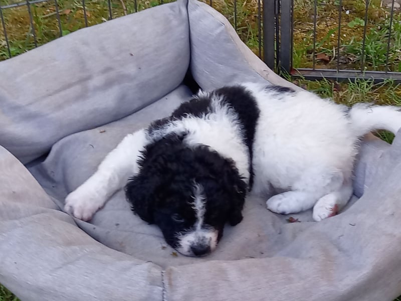 Friesische Wasserhunde  Welpen (Wetterhouns)